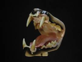 L�wengebiss Nr GZ35 mittel von Mohr mit Zunge - Bild vergr��ern 