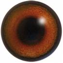 Hase S&auml;ugerauge-Acryl 190EE-18mm