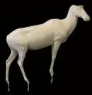 Blessbock Nr:: AG2095R    laufend rechts 23-40-48-160-110