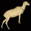 Dickhornschaf / Dessert Nr.:G2221R rechts 18-34-142-99-46