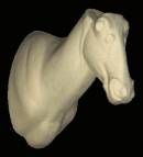 Gnu / Streifengnu  Blue Wildebeest Nr.: AH122G  gerade  32-54-73