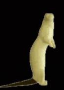 Otter Nr.:G710   stehend  4-13-74-46-29 