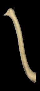 Strau&szlig;enkopf mit Hals  Nr.:AH100L