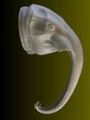 Elefant  Wandkopf Nr:AH296 55-436-286