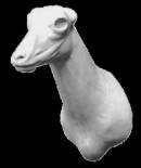 Gams Kitz Nr:EH346G gerade 10-16-24